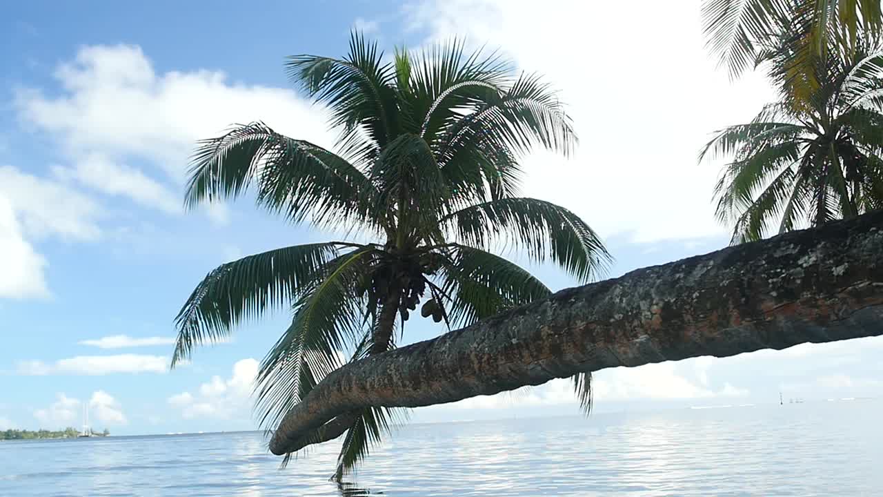 Beautiful palm tree over the water in French Polynesia. Moorea, sunny day