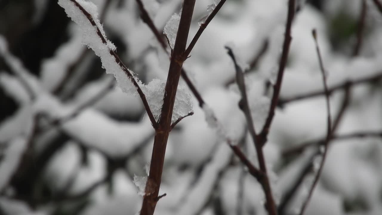 Snowing over the forest in the holidays