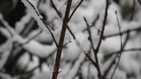 In-Den-Ferien-Schneit-Es-über-Dem-Wald