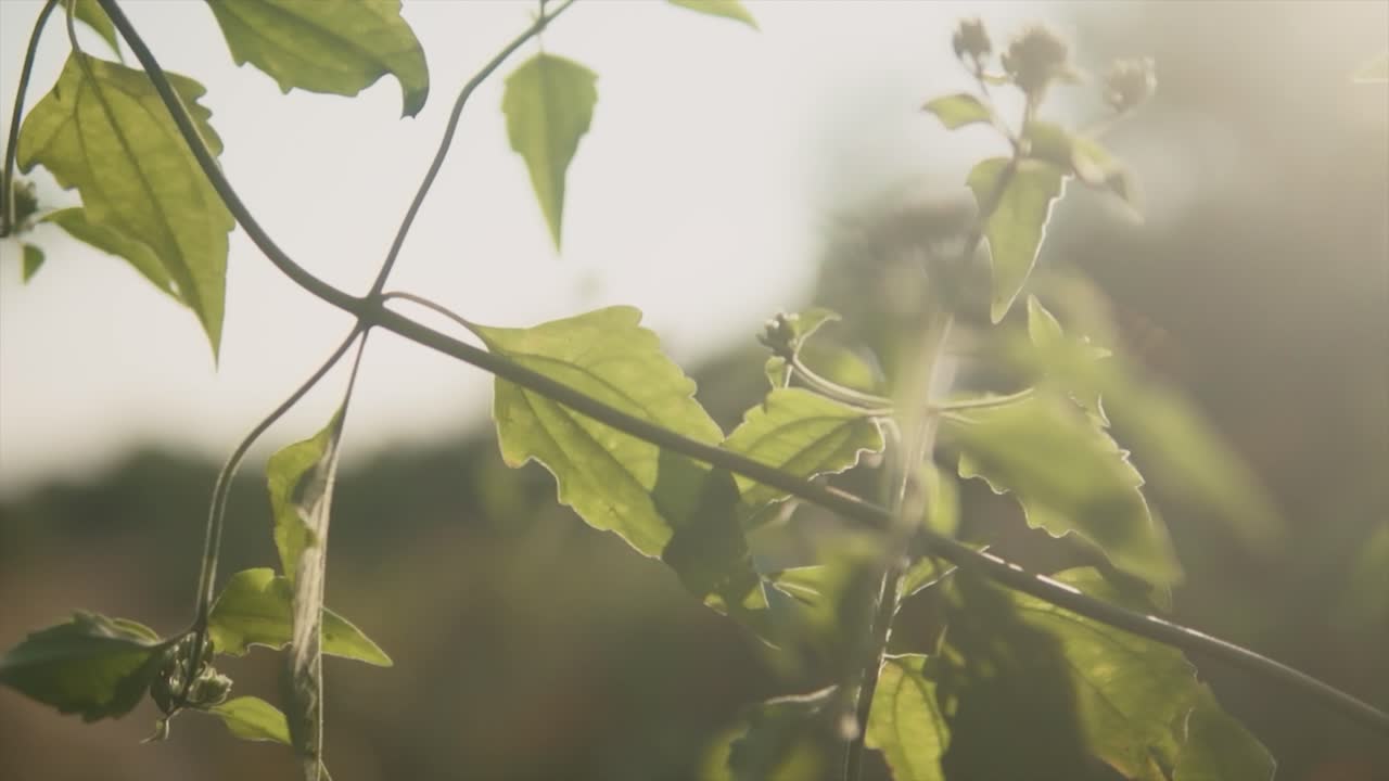 흐릿한 배경을 가진 태양의 신진 식물에 활기찬 녹색 잎을 닫습니다