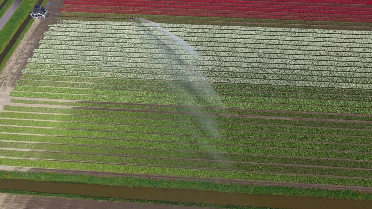 Vasti campi di tulipani nei Paesi Bassi che ricevono acqua da un grande irrigatore. Una macchina agricola spruzza acqua creando un effetto arcobaleno.