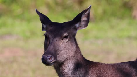 a deer blinks and looks around in nature.