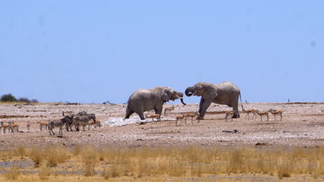 elefantes rodeados de cebras y gacelas en el parque nacional de etosha