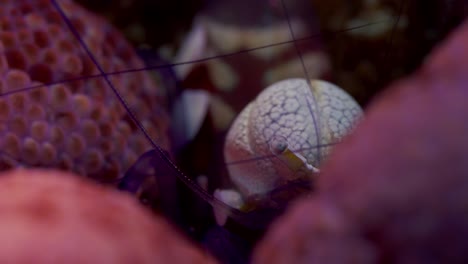 camarones con cabeza parecida a un cerebro escondidos detrás de la formación de coral