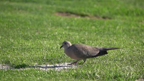 Wood-pigeon,-collared-turtle-slow-motion-on-the-grass