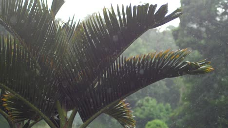 Pequeñas-Gotas-De-Lluvia-Caen-Sobre-Hojas-De-Palmera-Orientadas-Hacia-Arriba-Durante-Una-Tormenta-Ligera