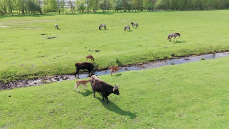 Caballos-Salvajes-Y-Vacas-Auroxen-Comiendo-Hierba,-En-Un-Paisaje-Abierto-Situado-A-Orillas-Del-Lago-Pape,-Letonia