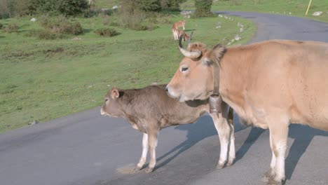 cow and calf in the middle of a road in lagos de covadonga