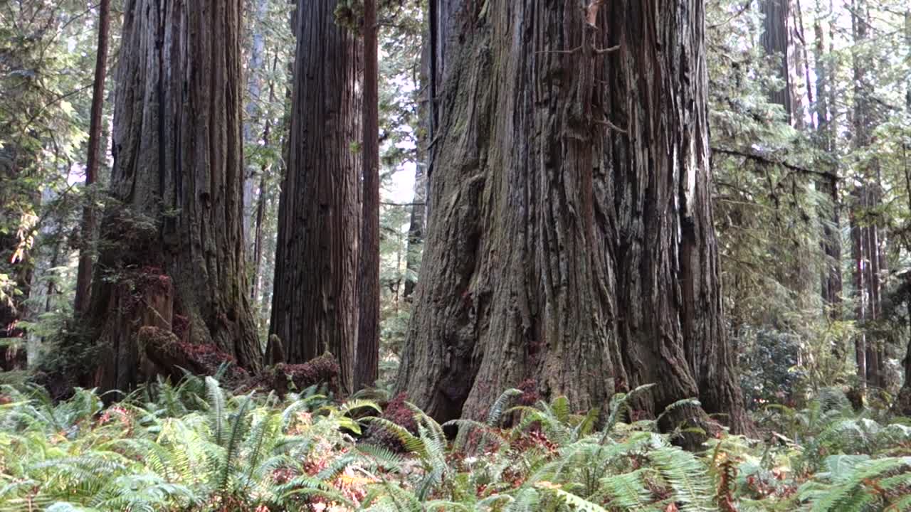 캘리포니아 또는 오레곤 해안을 따라 삼나무 숲을 걷는 사람