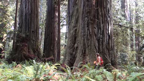 a person walks through groves of redwood trees along the california or oregon coast