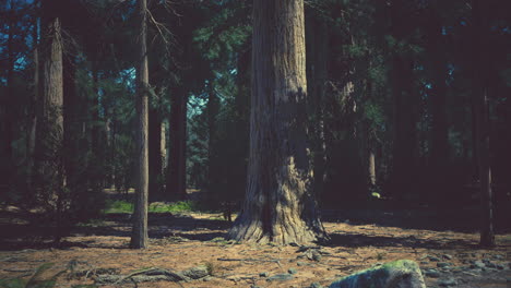 early morning sunlight in the sequoias of mariposa grove