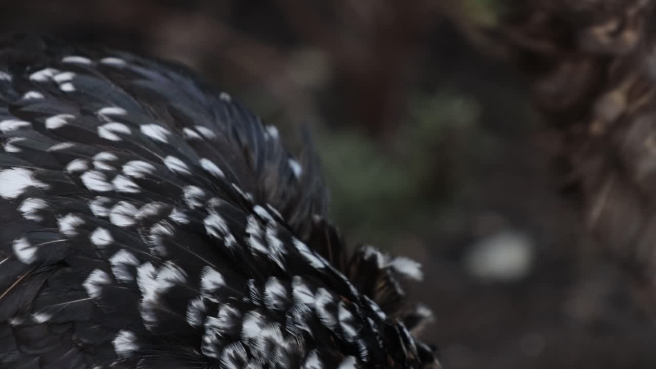 raza de cría de pollo con cabeza manchada tipo especial