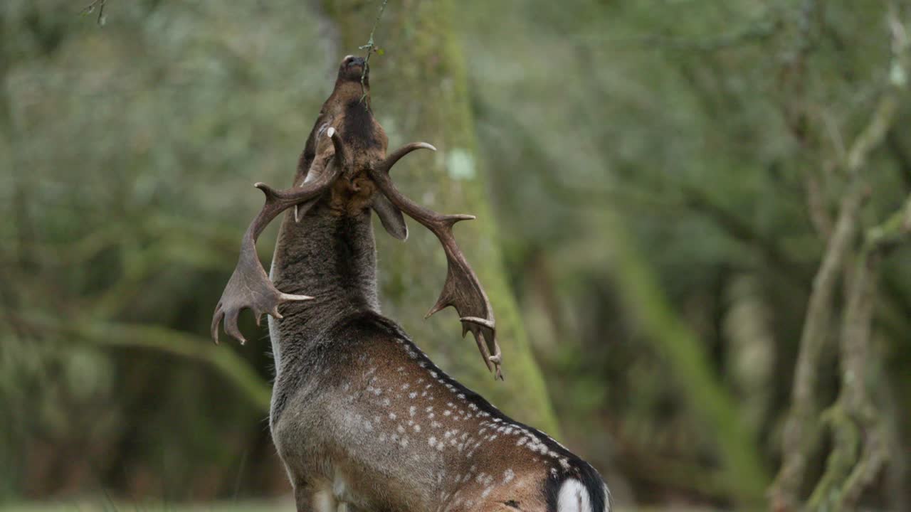 ciervos en barbecho con cuernos en el bosque
