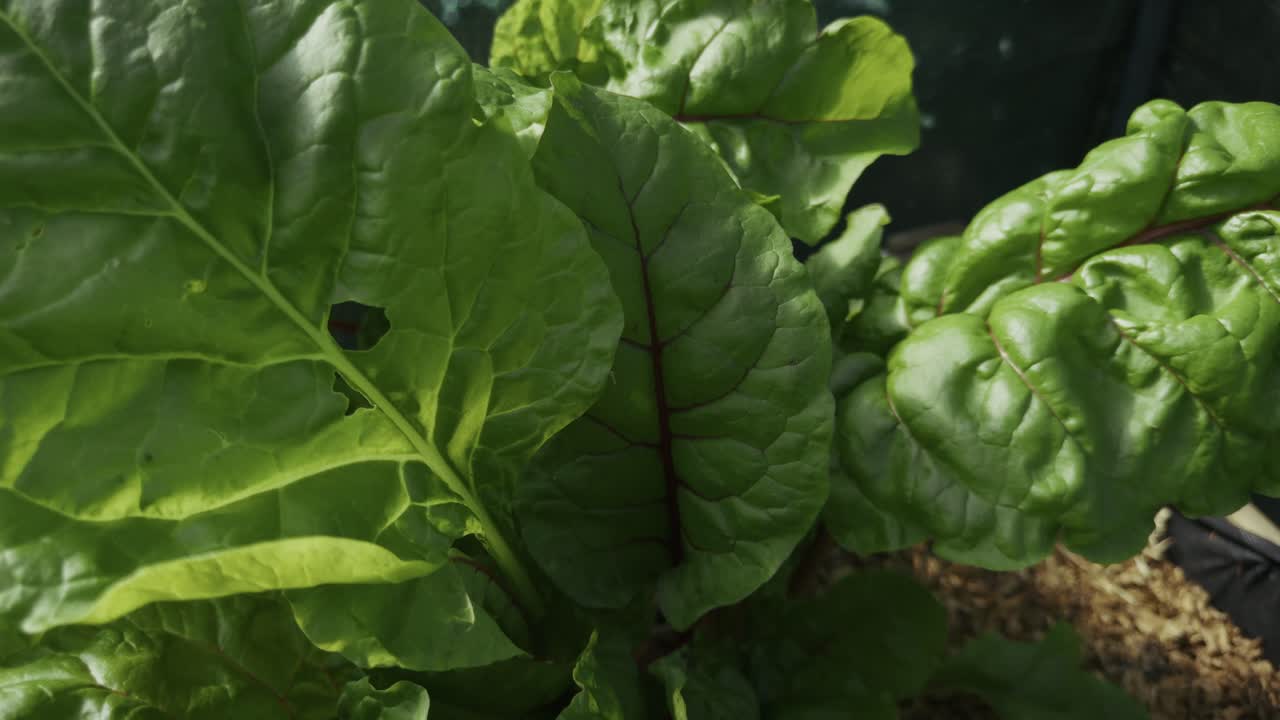 Fresh leafy vegetables grow tightly packed in dark rich soil.