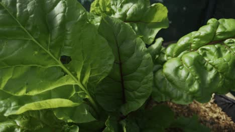 fresh leafy vegetables grow tightly packed in dark rich soil.