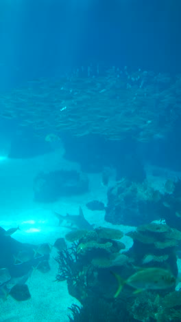 underwater aquarium scene with fish, sharks, and coral reefs
