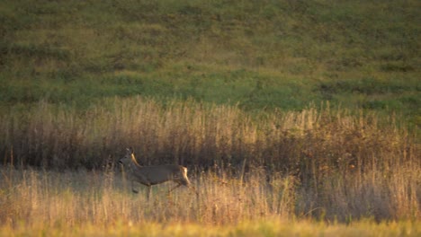 Junges-Reh-Hüpft-Freudig-Zwischen-Goldenen-Langen-Grasfeldern---Lange-Mittlere-Kamerafahrt