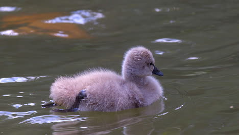 cygnet esponjoso se aleja en el lago suavemente ondulante en cámara lenta - toma de primer plano