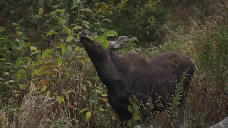 Cría-De-Alce-Comiendo-Hojas-De-árboles-En-Un-Hábitat-Forestal