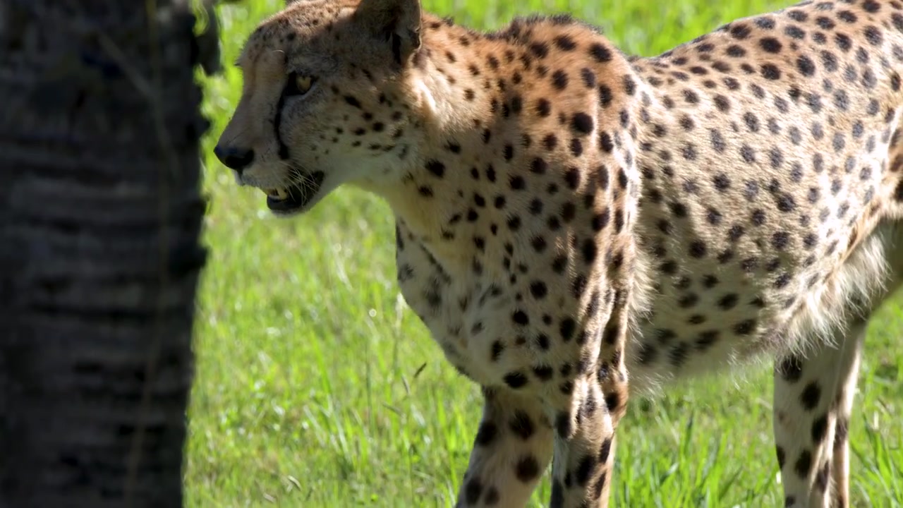 A cheetah stands alert in bright sunlight on a lush green field in Australia