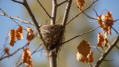 a beautiful bird nest surrounded by autumn leaves in a tree, capturing the essence of nature's cycle and symbolizing new beginnings amid seasonal change