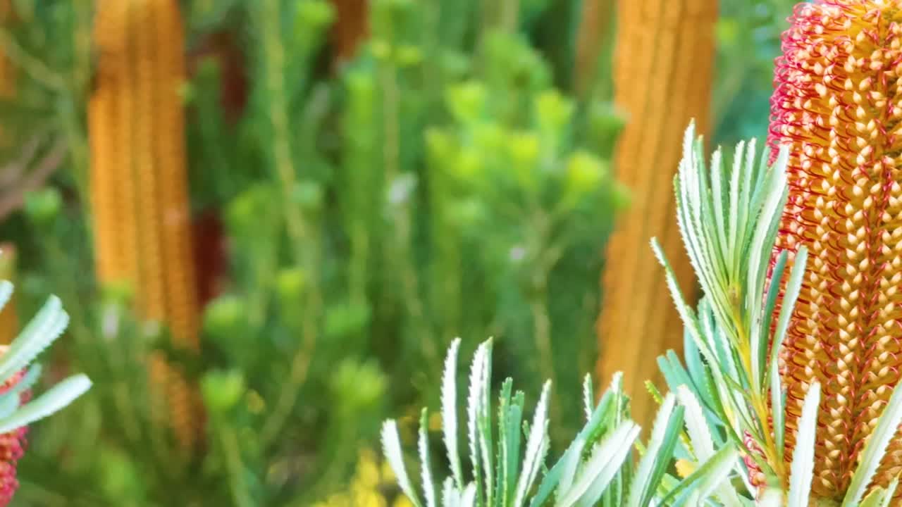 Detailed view of a colorful Banksia cone surrounded by green leaves in a natural setting.