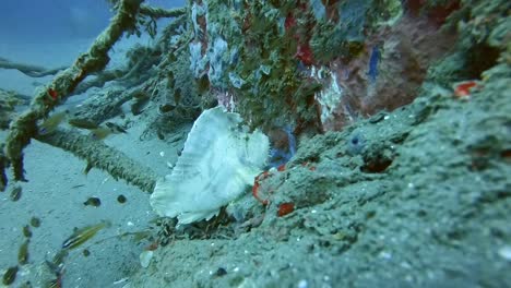 a white leaf scorpion fish lying in ambush for his prey