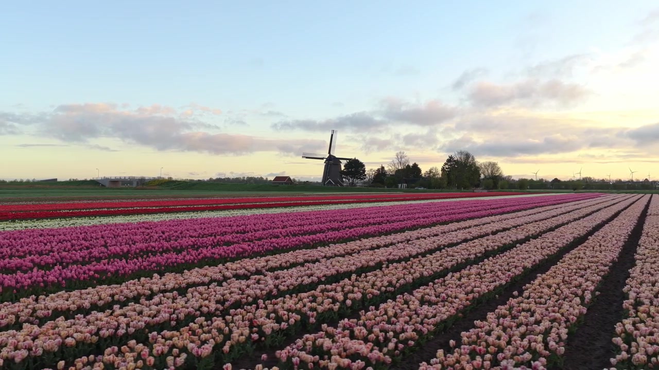 Campi di tulipani olandesi colorati con mulino a vento tradizionale all'alba