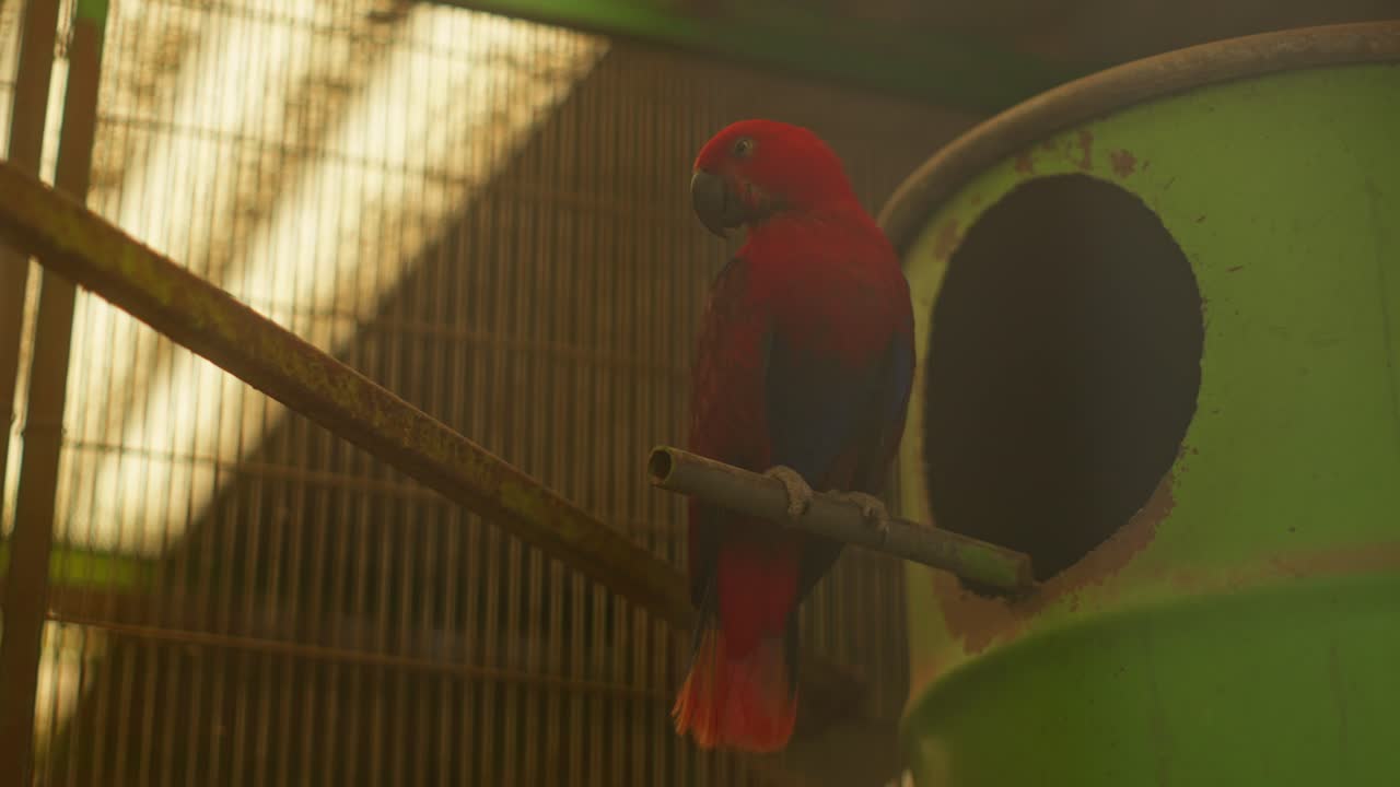 Scarlet macaw perched on wooden bar inside aviary cage with warm sunlight and soft background