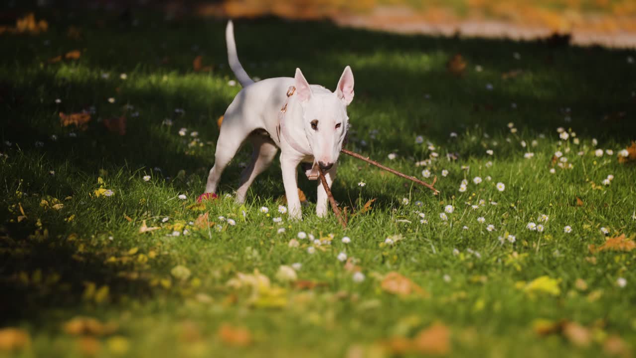bull terrier blanco en miniatura jugando alegremente con un palo en el césped verde