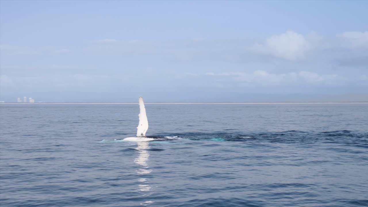 암 ⁇  고래는 가 ⁇  지느러미를 사용하여 수 ⁇ 을 끌어들이고 번식하도록 격려하기 위해 물을 치고 있습니다.