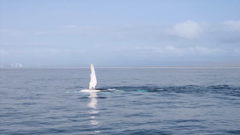 female whale using her pectoral fin slapping water to attract and encourage males to breed