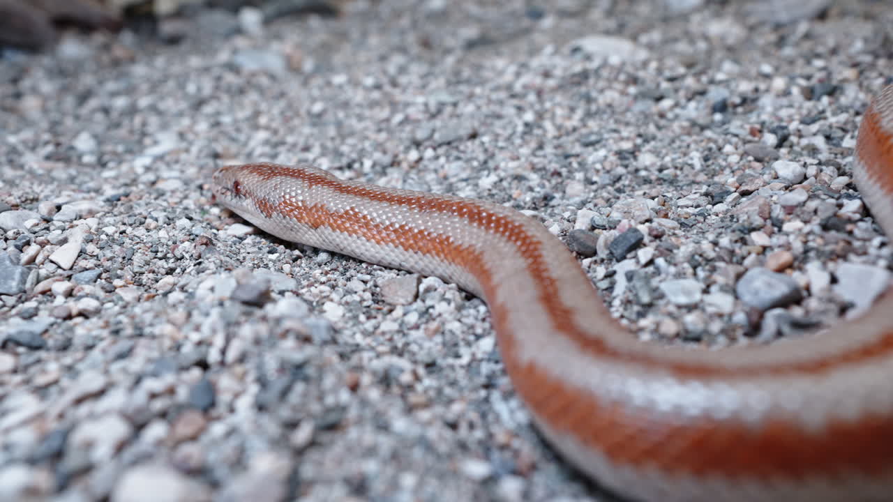 Pink boa slithers across gravelly ground showing off its smooth scales and unique coloration