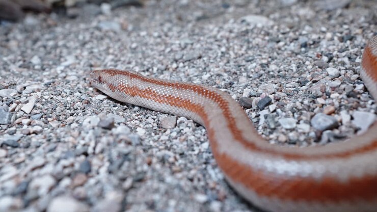 Pink boa slithers across gravelly ground showing off its smooth scales and unique coloration