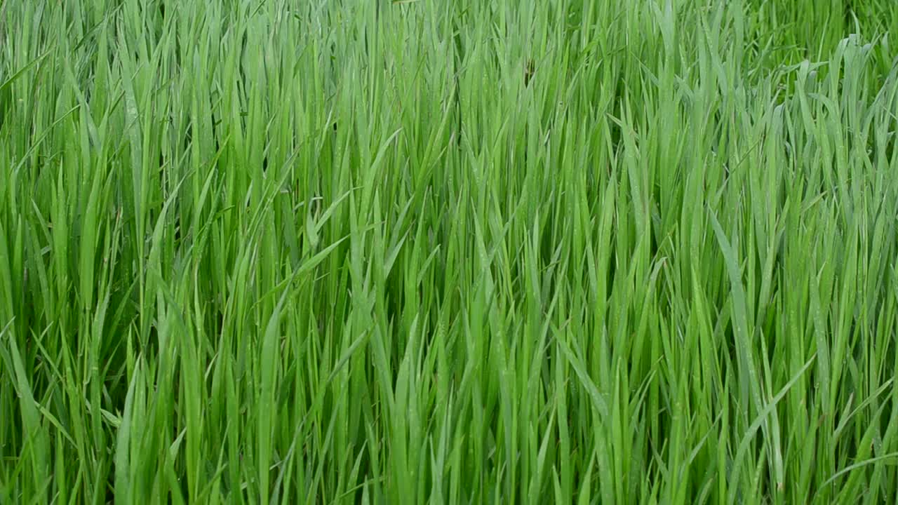 Erba verde. Bellissimo sfondo verde