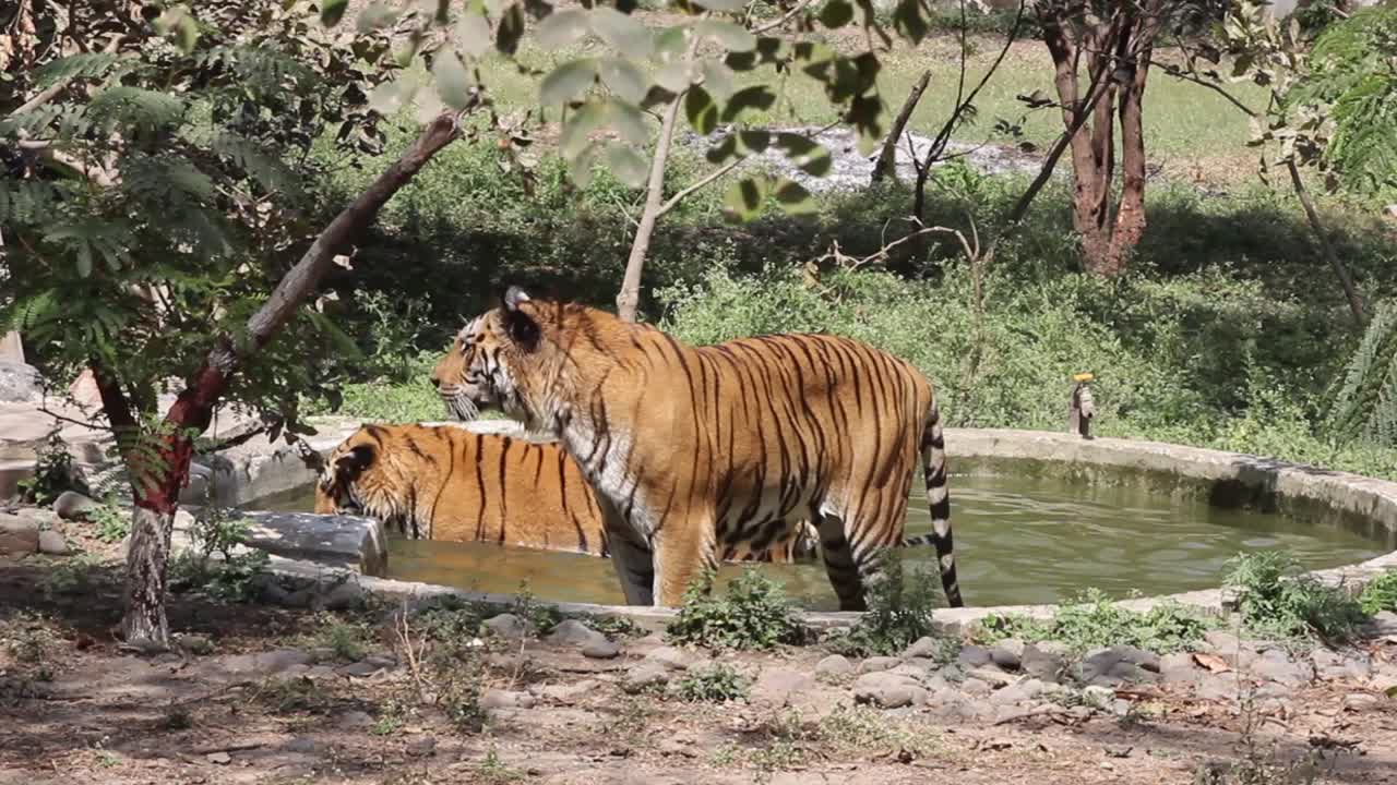 Two Tigers Cooling Off in a Pool