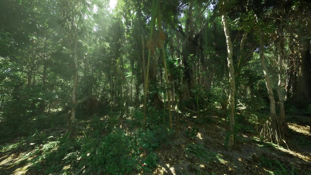Foresta tropicale baciata dal sole con sentieri nascosti.