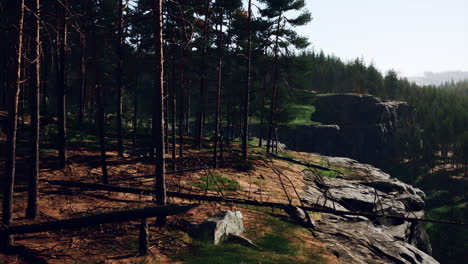 pine forest on the mountainside