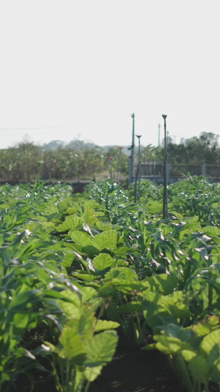 Field irrigation with sprinklers