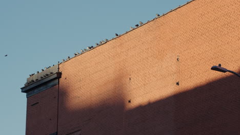 pigeons land on rooftop of brick building in new york city