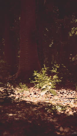 una planta joven que crece a la sombra de un bosque