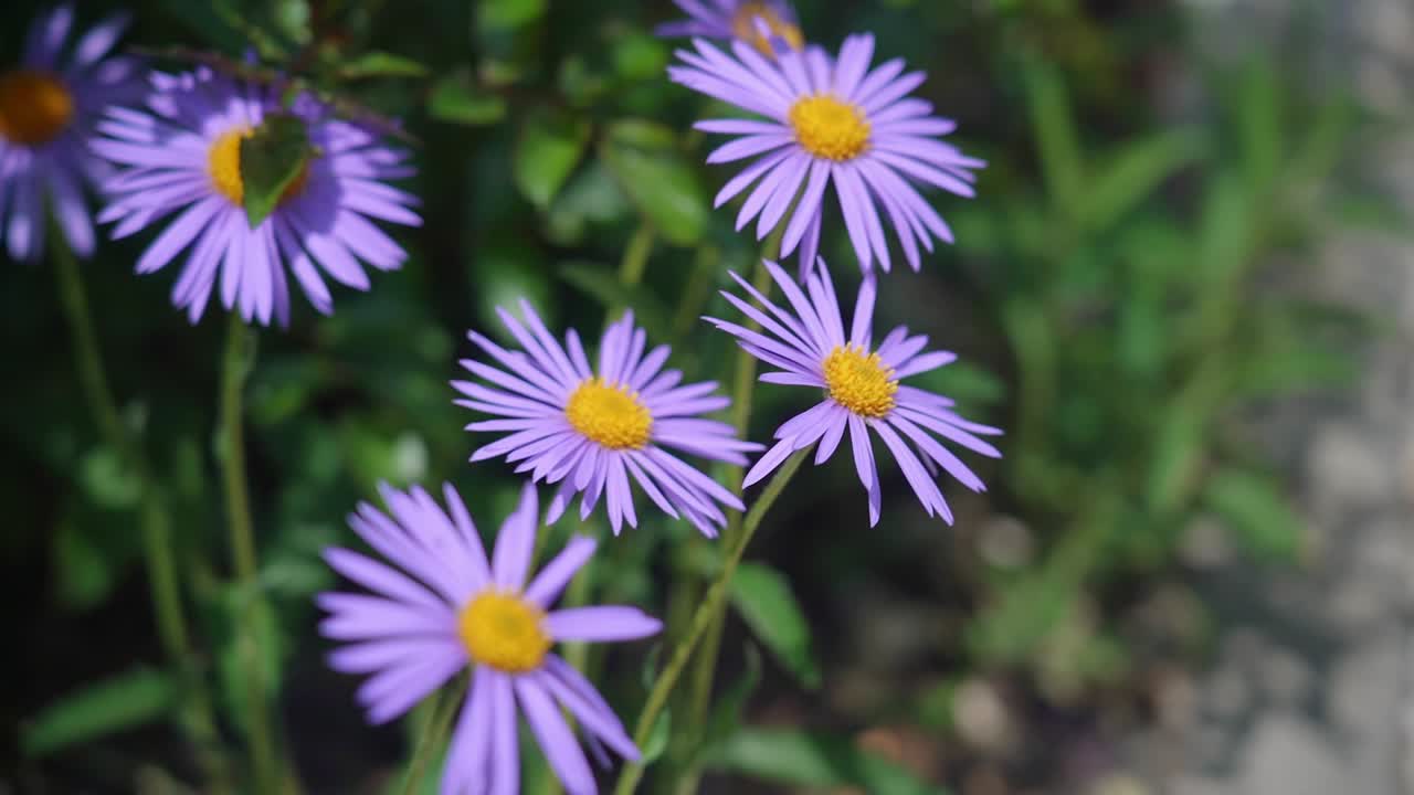 Vibrant purple daisies blooming in a garden
