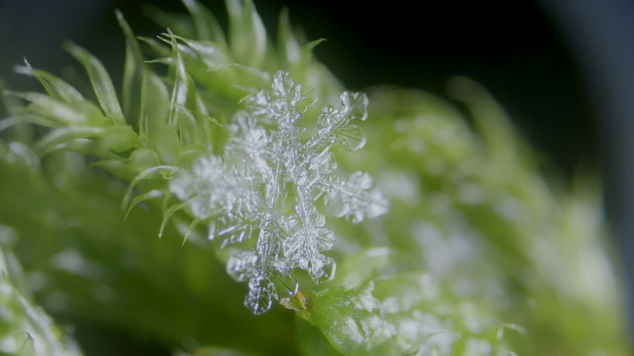 Cristallo di ghiaccio a fiocco di neve su muschio in campo oscuro al microscopio.