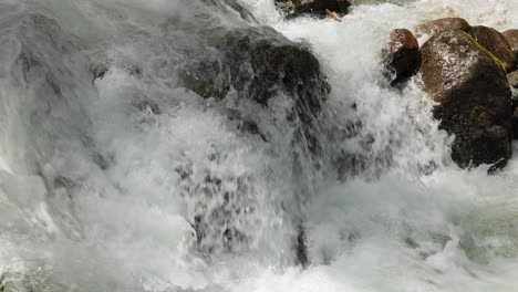 río de montaña en el bosque en cámara lenta. hermoso paisaje de vida silvestre.