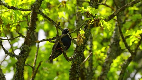 blackbird hidden among green leaves in dense tree canopy during springtime daylight, singing flapping wings