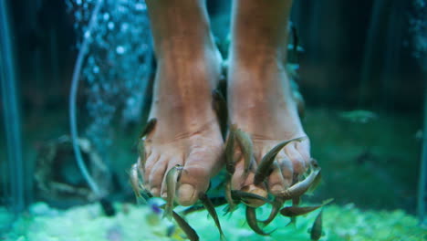 garra rufa fish pedicure