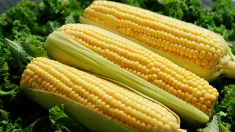 Corn-ears-in-green-