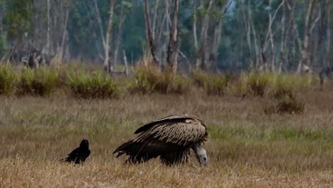 The-Himalayan-Griffon-Vulture-is-Near-Threatened-due-to-toxic-food-source-and-habitat-loss