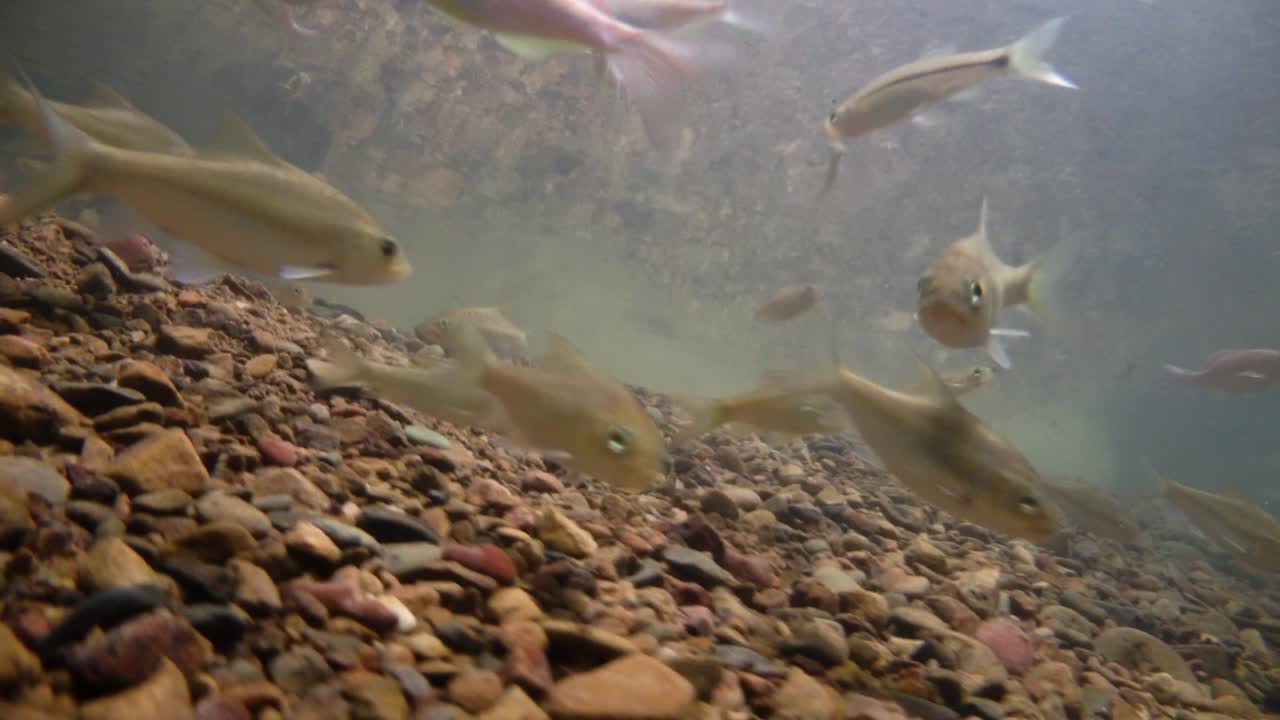 kaeng krachan 국립 공원은 많은 환상적인 야생 동물의 서식지이며 개울은 동물이 마시고 물고기가 헤엄칠 수 있는 신선한 물의 생명원입니다.