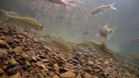 kaeng krachan 국립 공원은 많은 환상적인 야생 동물의 서식지이며 개울은 동물이 마시고 물고기가 헤엄칠 수 있는 신선한 물의 생명원입니다.